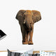 African elephant isolated on a white background 
