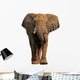 African elephant isolated on a white background 