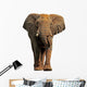 African elephant isolated on a white background 