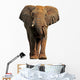 African elephant isolated on a white background 