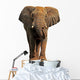 African elephant isolated on a white background 
