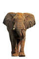African Elephant White Wall Decal