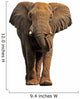 African elephant isolated on a white background 