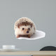 Little hedgehog. 