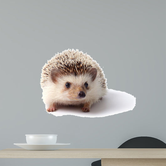 Little hedgehog. 