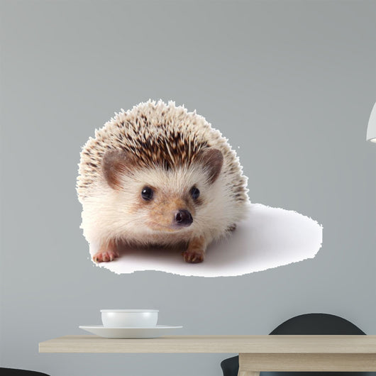 Little hedgehog. 