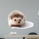 Little hedgehog. 