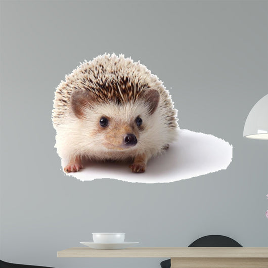 Little hedgehog. 