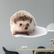 Little hedgehog. 