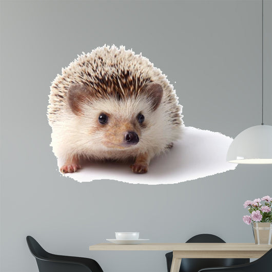 Little hedgehog. 