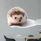 Little hedgehog. 