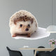 Little hedgehog. 