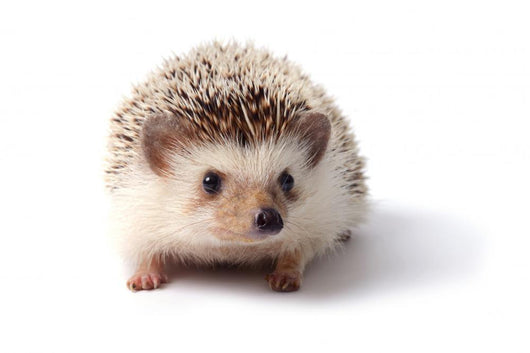 Little hedgehog. 