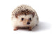 Little hedgehog. 