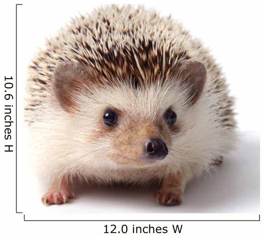 Little hedgehog. 