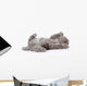 little british shorthair kitten lying on the back. isolated  