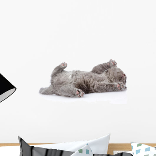 little british shorthair kitten lying on the back. isolated  