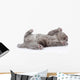 little british shorthair kitten lying on the back. isolated  