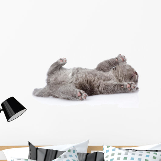 little british shorthair kitten lying on the back. isolated  