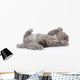 little british shorthair kitten lying on the back. isolated  