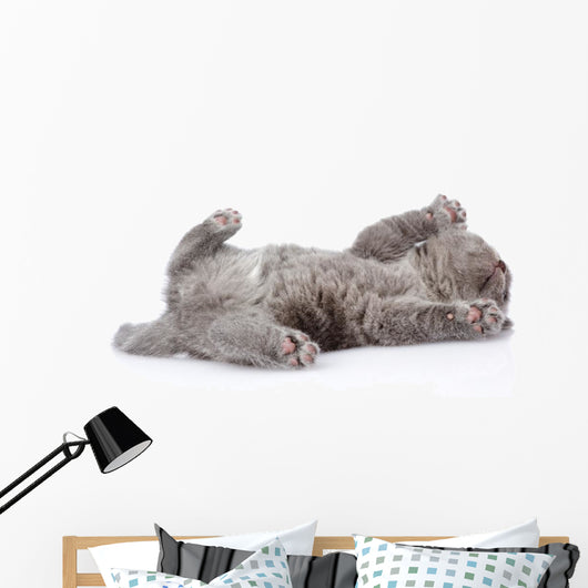 little british shorthair kitten lying on the back. isolated  