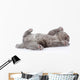 little british shorthair kitten lying on the back. isolated  