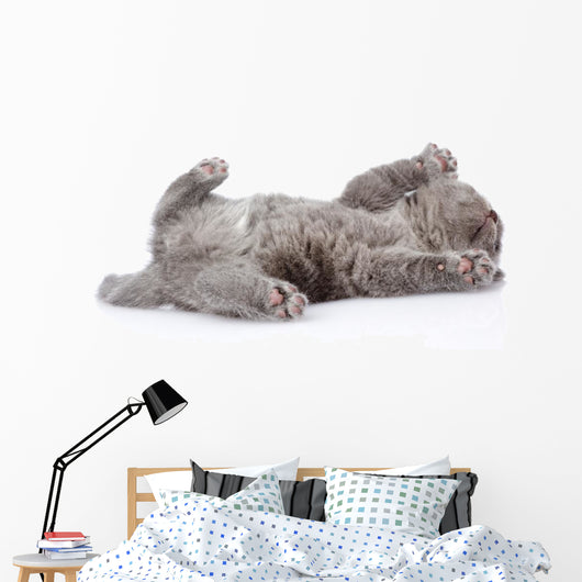 little british shorthair kitten lying on the back. isolated  