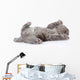 little british shorthair kitten lying on the back. isolated  