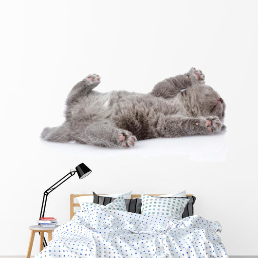 little british shorthair kitten lying on the back. isolated  