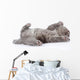 little british shorthair kitten lying on the back. isolated  