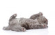 little british shorthair kitten lying on the back. isolated  