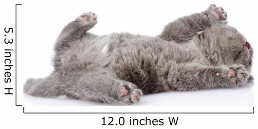 little british shorthair kitten lying on the back. isolated  