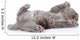 little british shorthair kitten lying on the back. isolated  