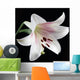 White Lily Wall Mural