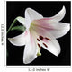 White Lily Wall Mural