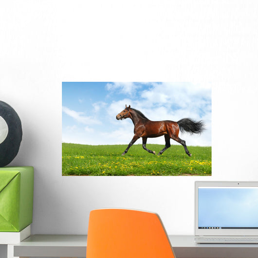 Hanoverian Horse Trots - Realistic Photomontage Wall Mural