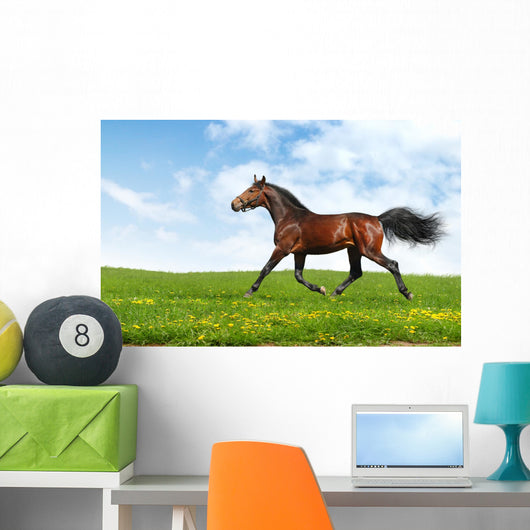Hanoverian Horse Trots - Realistic Photomontage Wall Mural