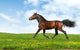 Hanoverian Horse Trots - Realistic Photomontage Wall Mural