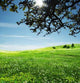 Natural Wall Decal