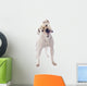 American Bulldog 