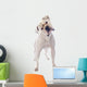 American Bulldog 