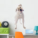 American Bulldog 