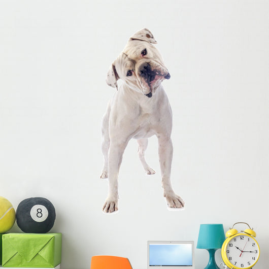 American Bulldog 