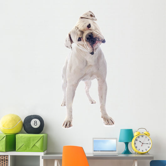 American Bulldog 