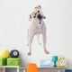 American Bulldog 