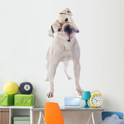 American Bulldog 