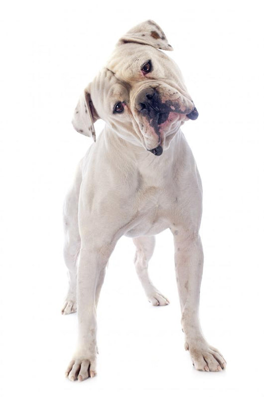 American Bulldog 