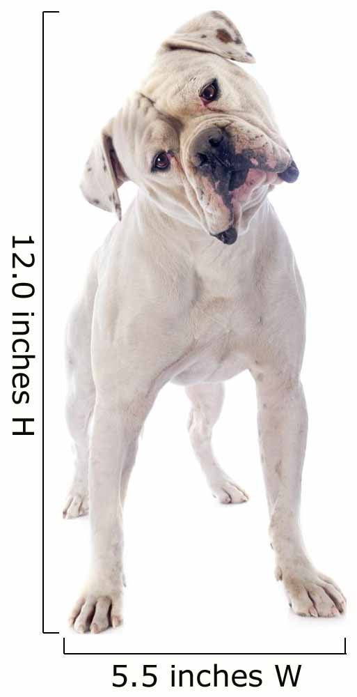 American Bulldog 