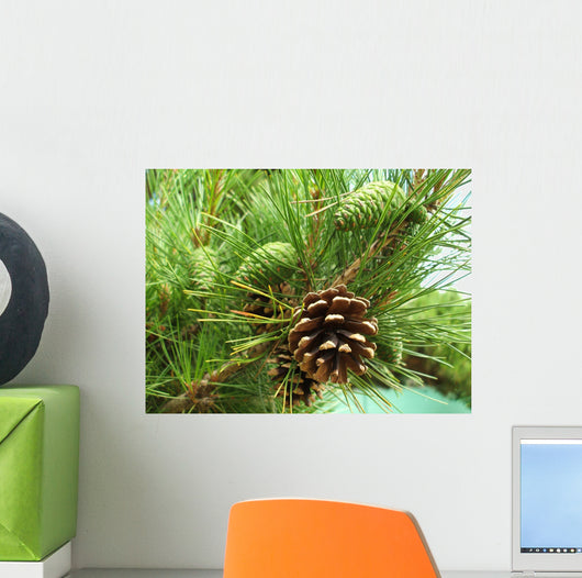 Pine cones new and dry Wall Mural
