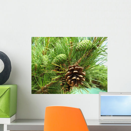 Pine cones new and dry Wall Mural